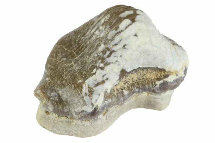 Fossil Crusher Shark (Ptychodus) Tooth - Kansas #152357